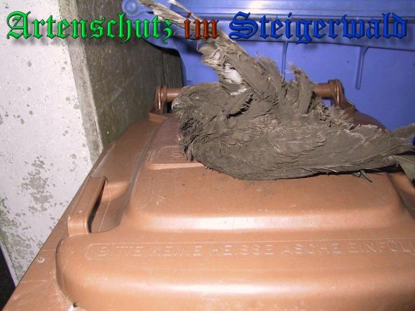 Copyright AiS-Greb Bild zum Eintrag (32955-160)