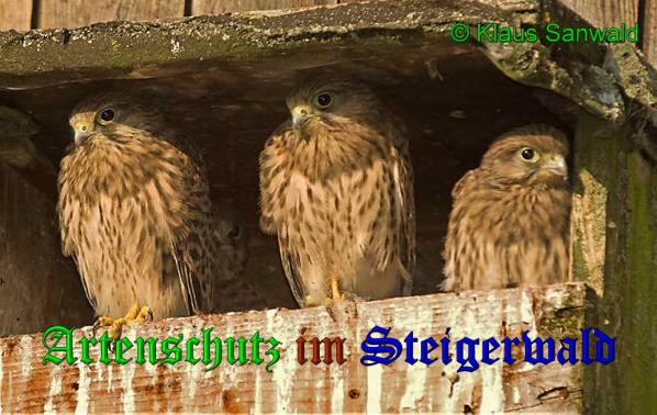 Copyright AiS-Klaus Sanwald Bild zum Eintrag (33260-160)