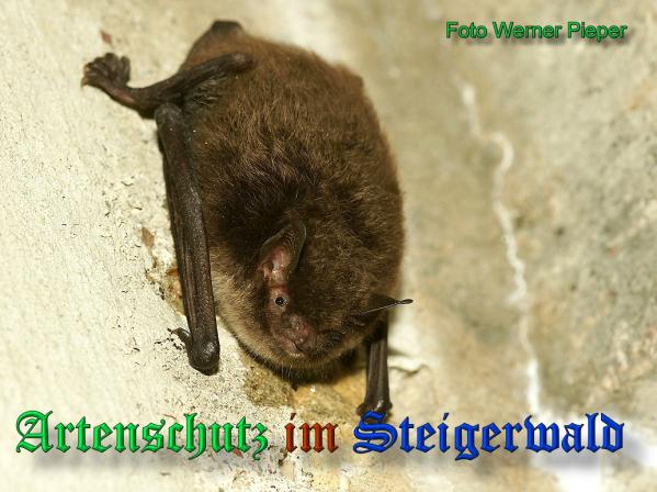 Copyright AiS - Werner Pieper Bild zum Eintrag (33442-160)