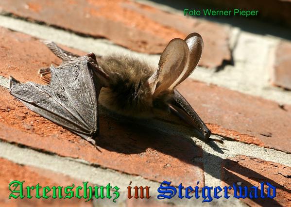 Copyright AiS - Werner Pieper Bild zum Eintrag (33446-160)