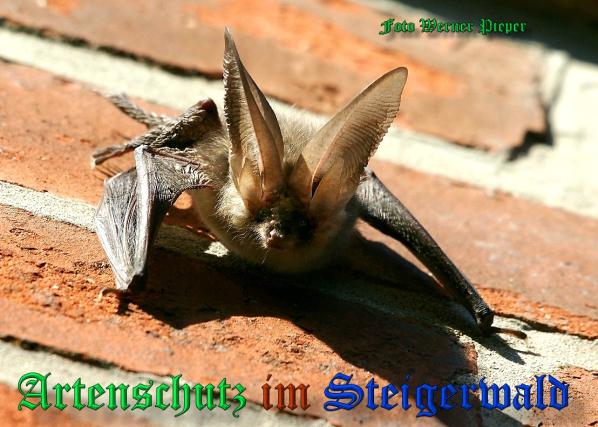 Copyright AiS - Werner Pieper Bild zum Eintrag (33447-160)