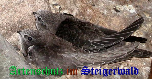 Copyright AiS- Albert Meier Bild zum Eintrag (33594-160)