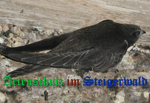 Copyright AiS- Albert Meier Bild zum Eintrag (33595-160)