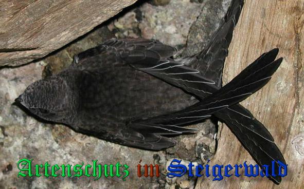 Copyright AiS- Albert Meier Bild zum Eintrag (33596-160)