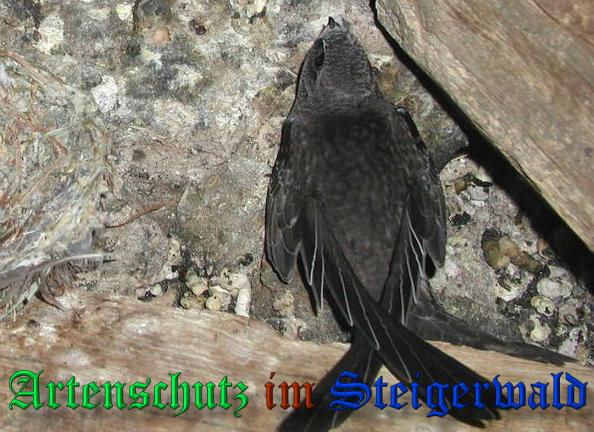 Copyright AiS- Albert Meier Bild zum Eintrag (33597-160)