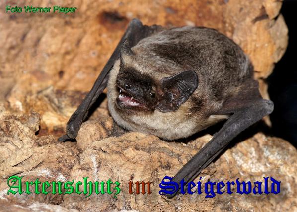 Copyright AiS-Werner Pieper Bild zum Eintrag (33616-160)