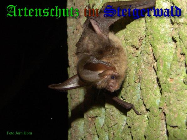 Copyright AiS - Jörn Horn Bild zum Eintrag (33872-160)