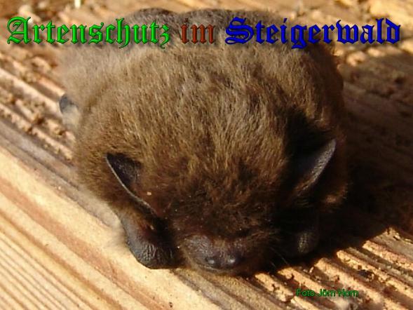 Copyright AiS - Jörn Horn Bild zum Eintrag (33879-160)