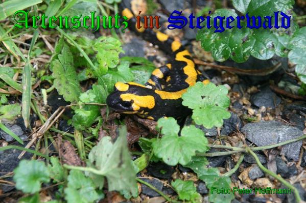 Copyright AiS - Peter Hoffmann Bild zum Eintrag (35117-160)