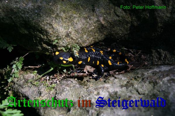 Copyright AiS - Peter Hoffmann Bild zum Eintrag (35145-160)