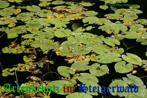 Copyright AiS - Peter Hoffmann Bild zum Eintrag (35162-160)