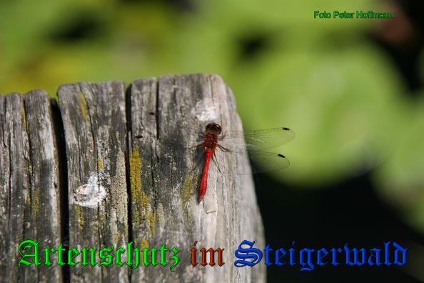 Copyright AiS - Peter Hoffmann Bild zum Eintrag (35163-160)
