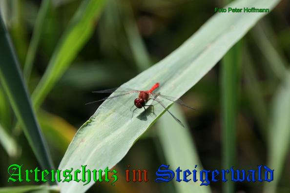 Copyright AiS - Peter Hoffmann Bild zum Eintrag (35164-160)