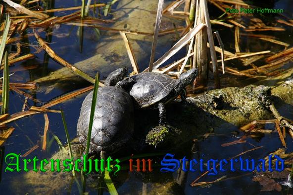 Copyright AiS - Peter Hoffmann Bild zum Eintrag (35165-160)
