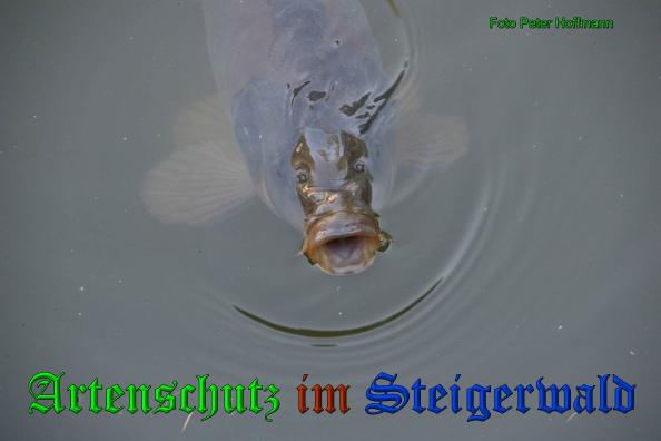Copyright AiS - Peter Hoffmann Bild zum Eintrag (35167-160)