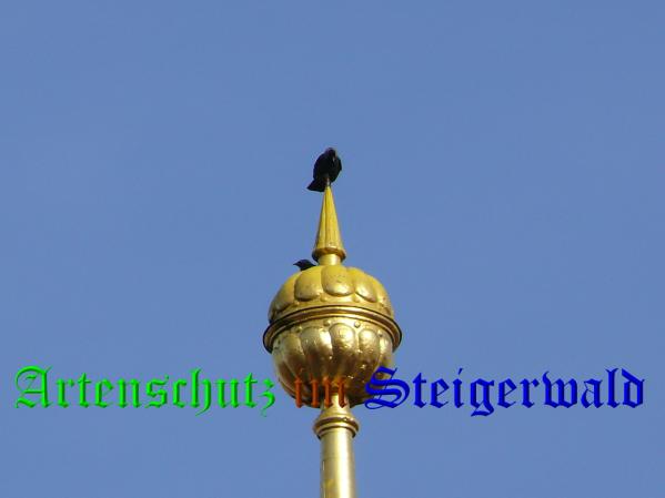 Bild zum Eintrag (36382-160)