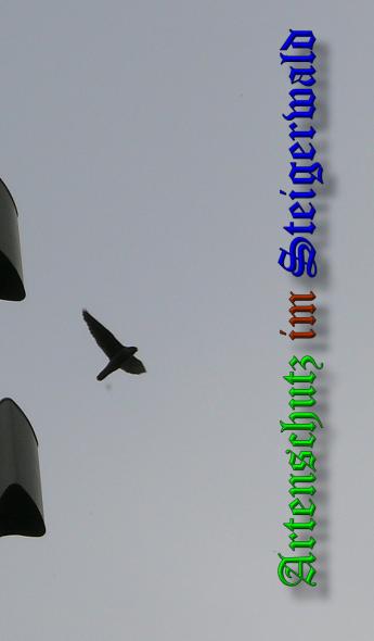 Copyright AiS - Sandner Bild zum Eintrag (37364-160)