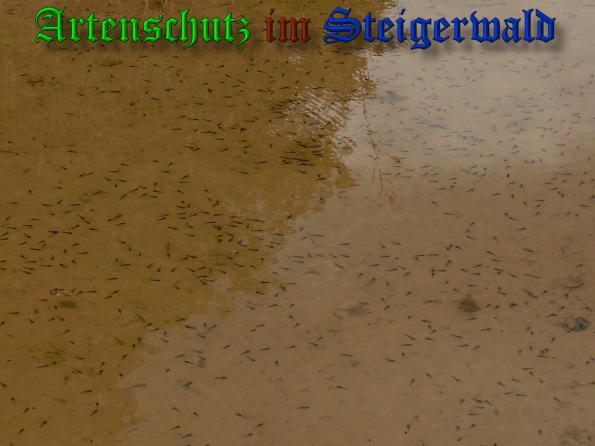 Bild zum Eintrag (37806-160)