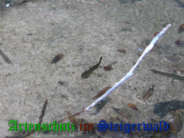 Bild zum Eintrag (37826-160)