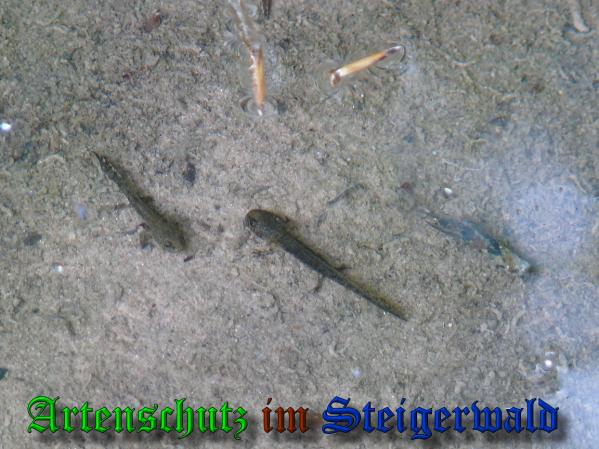 Bild zum Eintrag (37827-160)