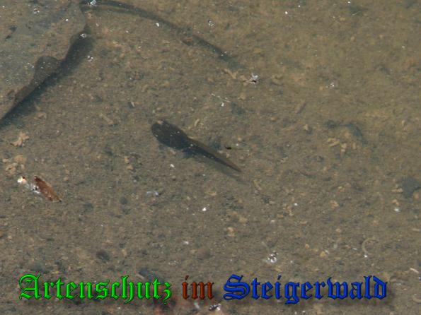 Bild zum Eintrag (37828-160)