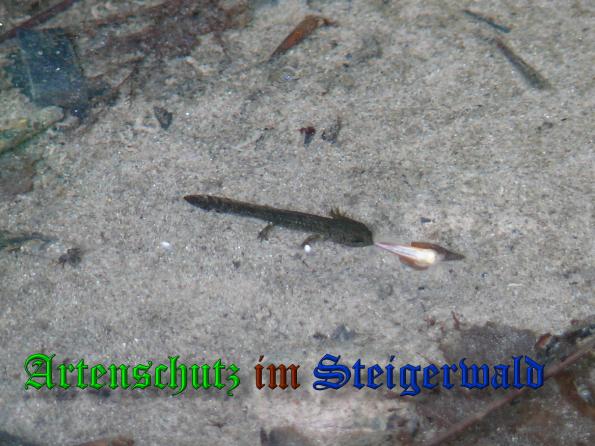 Bild zum Eintrag (37831-160)