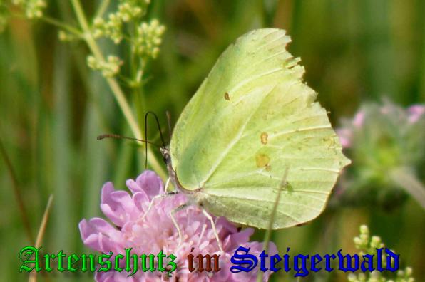 Copyright AiS- Albert Meier Bild zum Eintrag (38141-160)