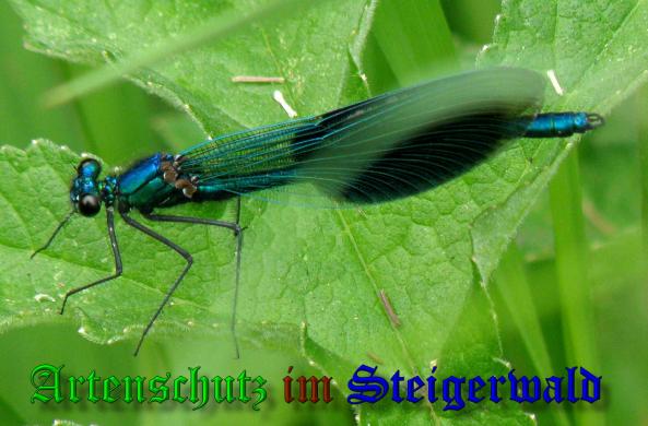 Copyright AiS- Albert Meier Bild zum Eintrag (38143-160)