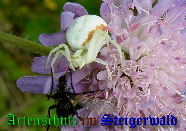 Copyright AiS- Albert Meier Bild zum Eintrag (38146-160)