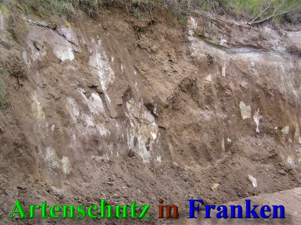 Bild zum Eintrag (40784-160)