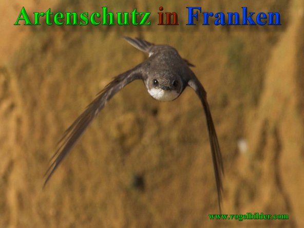 Bild zum Eintrag (40864-160)