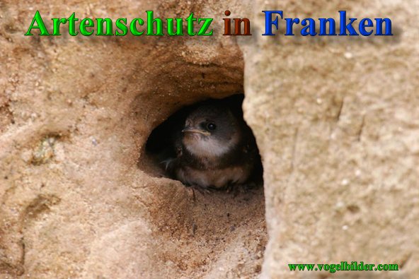 Bild zum Eintrag (40868-160)