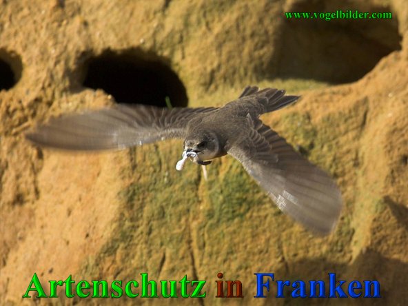 Bild zum Eintrag (40871-160)