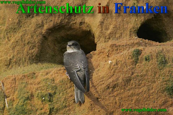 Bild zum Eintrag (40874-160)