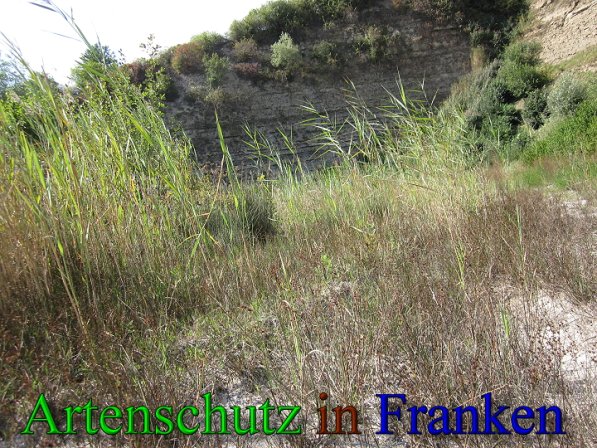 Copyright AiS Frederik Drenkhard Bild zum Eintrag (41734-160)