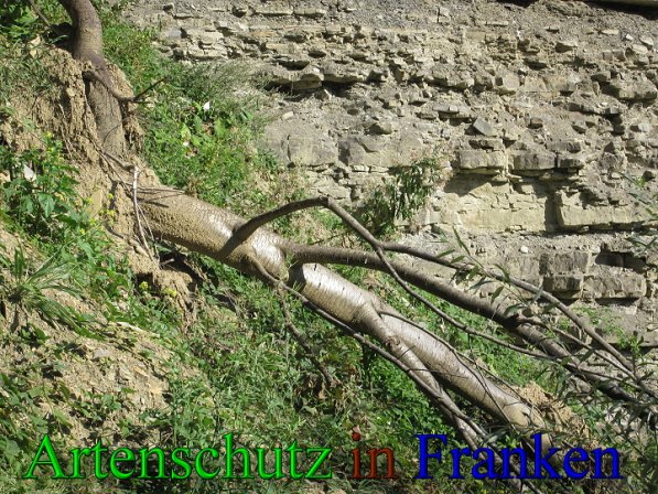Copyright AiS Frederik Drenkhard Bild zum Eintrag (41750-160)