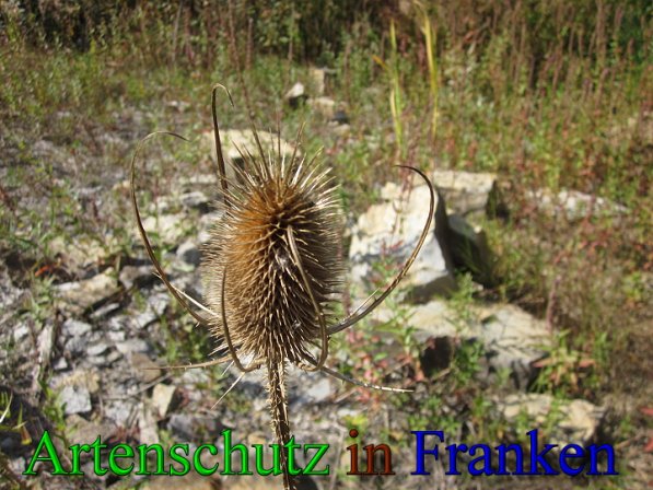 Copyright AiS Frederik Drenkhard Bild zum Eintrag (41751-160)