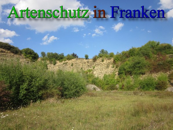 Copyright AiS Frederik Drenkhard Bild zum Eintrag (41757-160)