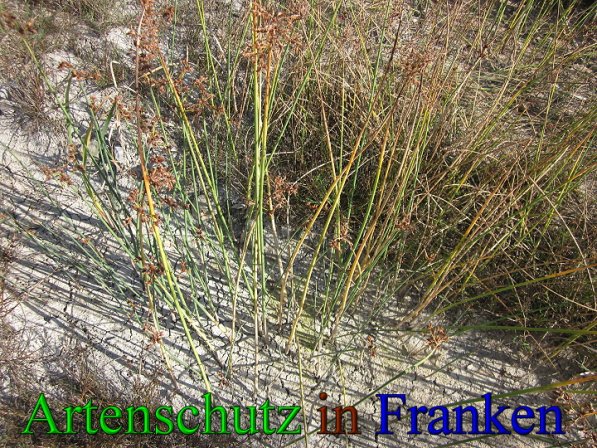 Copyright AiS Frederik Drenkhard Bild zum Eintrag (41761-160)