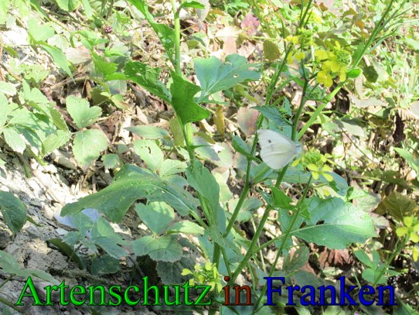 Copyright AiS Frederik Drenkhard Bild zum Eintrag (41764-160)