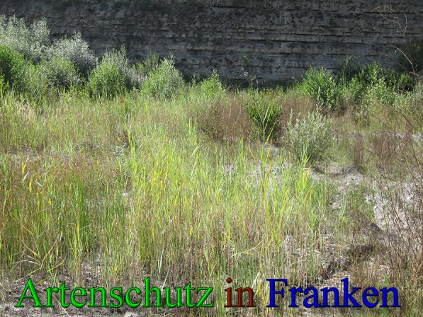 Copyright AiS Frederik Drenkhard Bild zum Eintrag (41767-160)