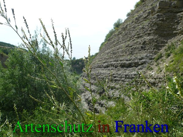 Copyright AiS Frederik Drenkhard Bild zum Eintrag (41792-160)