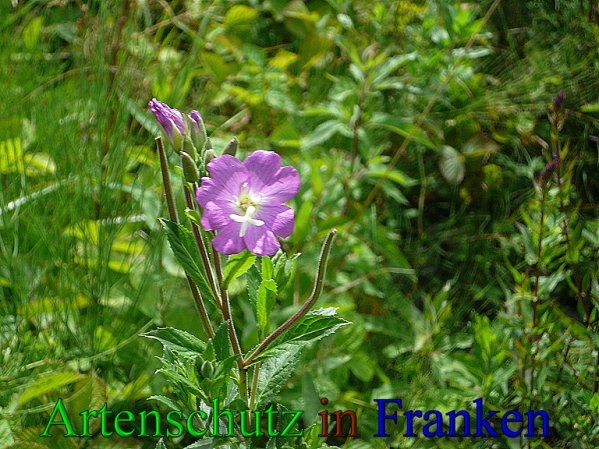 Copyright AiS Frederik Drenkhard Bild zum Eintrag (41793-160)