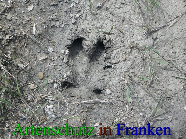 Copyright AiS Frederik Drenkhard Bild zum Eintrag (41795-160)