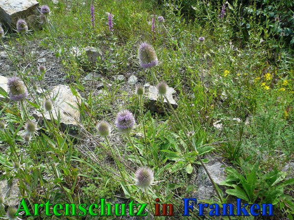 Copyright AiS Frederik Drenkhard Bild zum Eintrag (41797-160)