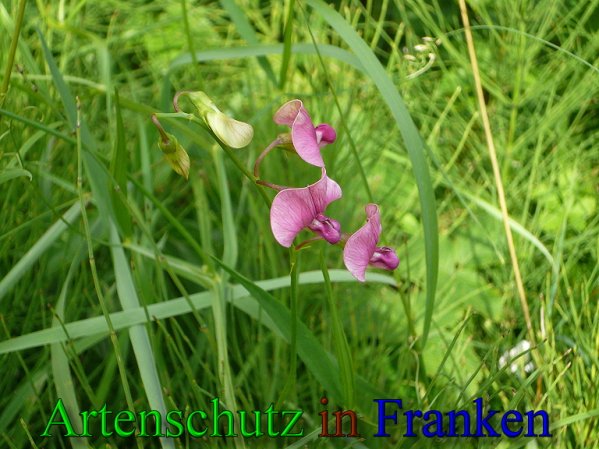Copyright AiS Frederik Drenkhard Bild zum Eintrag (41798-160)