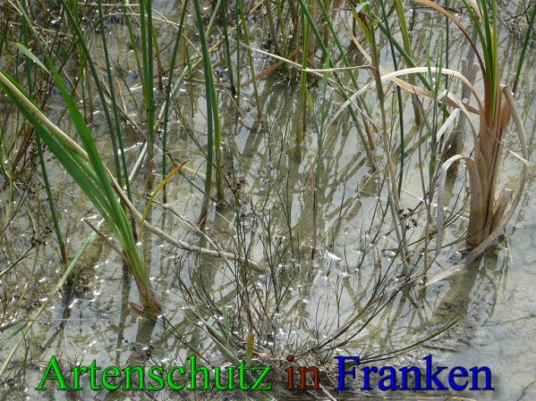 Copyright AiS Frederik Drenkhard Bild zum Eintrag (41799-160)