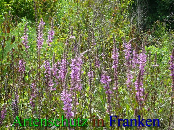 Copyright AiS Frederik Drenkhard Bild zum Eintrag (41801-160)