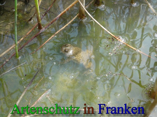 Copyright AiS Frederik Drenkhard Bild zum Eintrag (41804-160)
