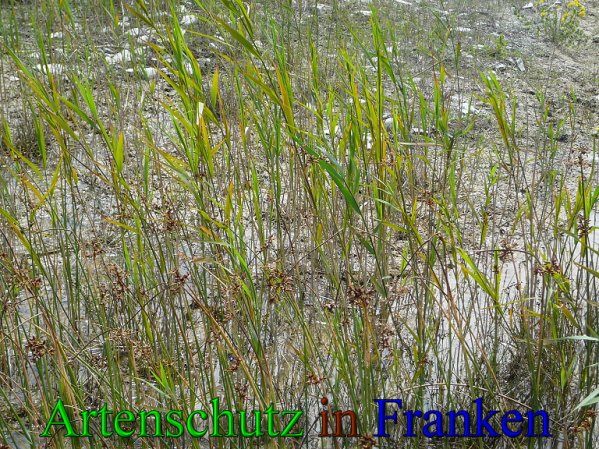Copyright AiS Frederik Drenkhard Bild zum Eintrag (41807-160)